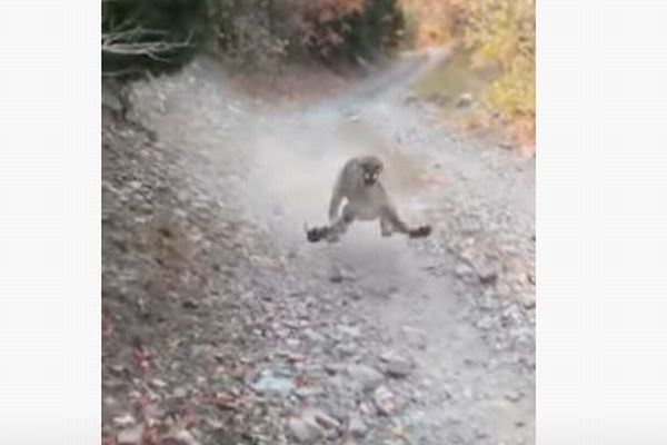 アメリカで男性が野生のクーガーに遭遇、6分間も後をつけられる【動画】