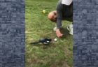 「お願いだからゴルフをさせて…」野鳥がボールをティーから落とす動画がユニーク