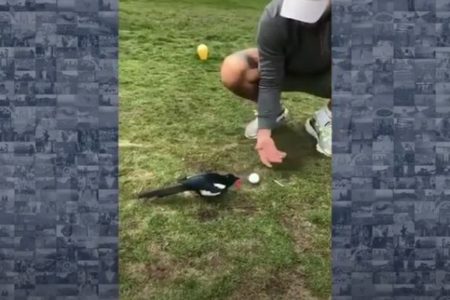 「お願いだからゴルフをさせて…」野鳥がボールをティーから落とす動画がユニーク