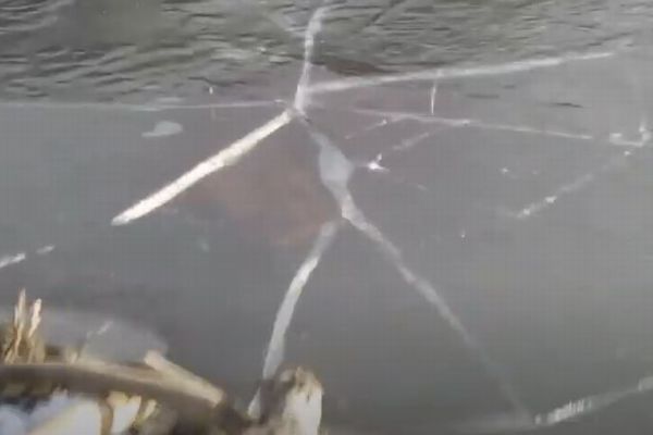 池の氷を激しく突き破ってきたのは…？カナダで意外な動物の姿を撮影