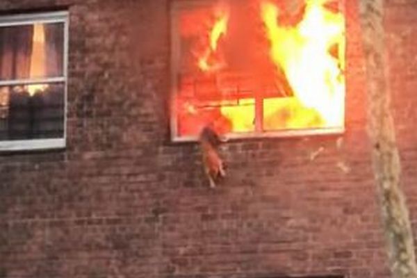 燃え上がる2階の窓、迫る炎の中で取り残されたネコの運命は？