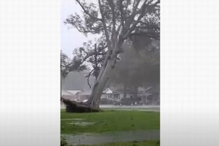 ハリケーン「デルタ」に襲われた街、強風により大木が根っこから倒される【動画】
