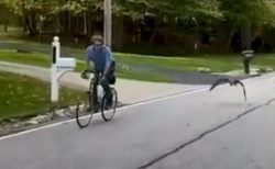 自転車に乗る男性と一緒に飛ぶ雁、偶然警察官が目撃【動画】