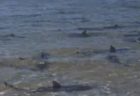 豪の海に無数の小さなサメ、浅瀬に集まり背びれを出して動き回る