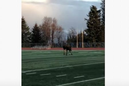 アラスカのサッカー場に現れたヘラジカ、なんとボールで遊び始める【動画】
