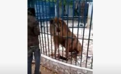 セネガルの動物園で男性がライオンに腕を噛まれる、その映像がショッキング