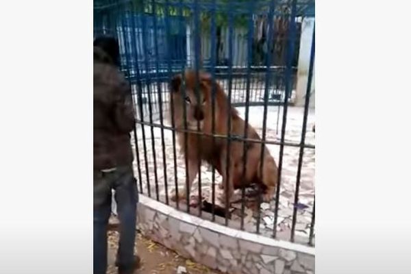 セネガルの動物園で男性がライオンに腕を噛まれる、その映像がショッキング