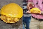 神々しい黄金のカメがインドで発見され、正体も判明！