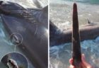 ビーチに角が突き刺さったサメ、調査で判明したカジキの恐るべき攻撃能力とは？