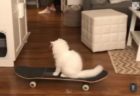 スケボーをするネコが登場、自分で乗り方を覚える【動画】