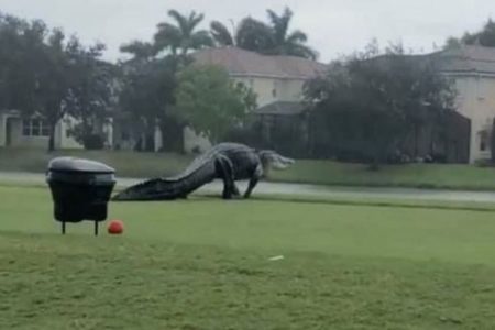 「もはやワニじゃない、ゴジラだ…」米でゴルフコースに巨大なワニが出現