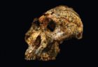 南アで発見された「パラントロプス・ロブストス」の頭蓋骨、豪の研究者が分析