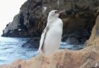 ガラパゴス諸島で非常に珍しい白いペンギンを発見、白変種の可能性
