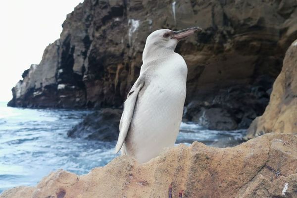 ガラパゴス諸島で非常に珍しい白いペンギンを発見、白変種の可能性