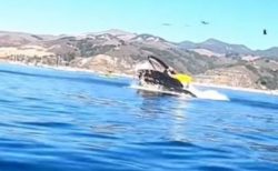 カヤックに乗っていた2人の女性、クジラに飲み込まれそうになる瞬間の映像