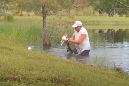 フロリダ州で男性が池でワニと格闘、食べられそうな子犬を救出