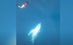 フリーダイバーが巨大なクジラと遭遇、ゆっくり接近する映像がダイナミック