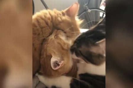 「もう、やめて…」2匹から顔を舐められ続けるネコの動画がユニーク