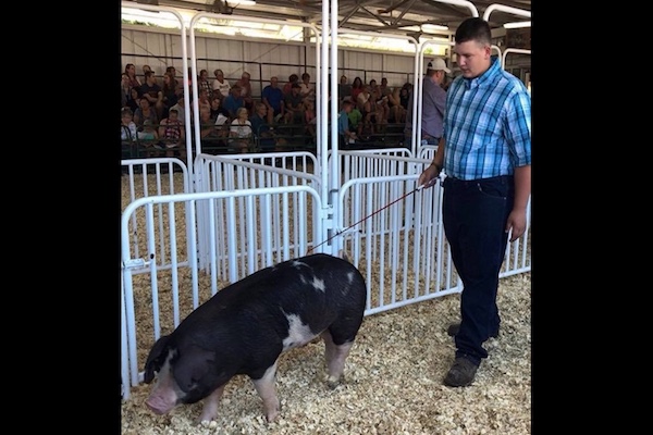 恩師を救うため少年が競り市で売った豚、善意のバイヤーたちが買って返却し続ける