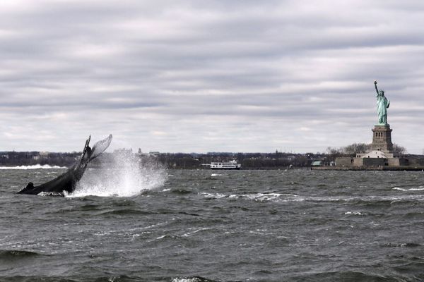 ニューヨークの海にザトウクジラが出現、「自由の女神」の前を泳ぐ