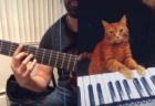 ピアノを弾くニャンコ、飼い主がギターで合わせ一緒に演奏する動画が面白い