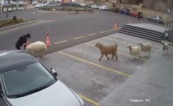 羊やヤギが市民ホールに集結、警備員らを追いかけ、頭突きまで食らわす