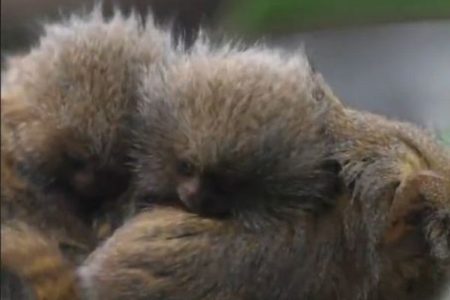 大きさはわずか5cm、とっても小さいサルの双子が英の動物園で誕生