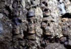 アステカ時代の「スカル・タワー」周辺で新たな頭蓋骨、119個を発見【メキシコ】