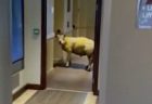 英のホテルに羊が侵入、エレベーターの前で待っている姿が面白い