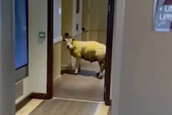 英のホテルに羊が侵入、エレベーターの前で待っている姿が面白い