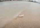 オーストラリアの海で、ネズミがサーフィンをしているのを目撃【動画】
