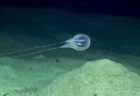 ブエルトリコの深海で発見された不思議な生物、有櫛動物の新種だと判明