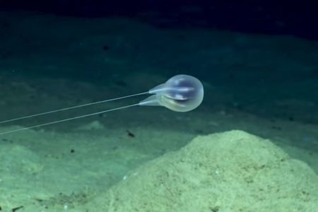 ブエルトリコの深海で発見された不思議な生物、有櫛動物の新種だと判明