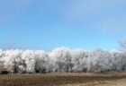 森の木々だけが霜で白く輝く、米で撮影された自然現象が美しい