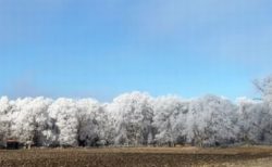 森の木々だけが霜で白く輝く、米で撮影された自然現象が美しい
