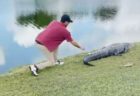 ワニの尻尾にゴルフボール、それを取ろうとする動画にヒヤヒヤ