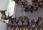 49回複製されたクローン犬が世界記録に