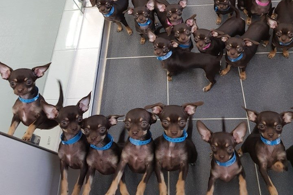 49回複製されたクローン犬が世界記録に