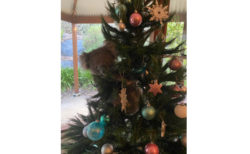 帰宅したら飾ったクリスマスツリーにコアラが抱きついていた【オーストラリア】