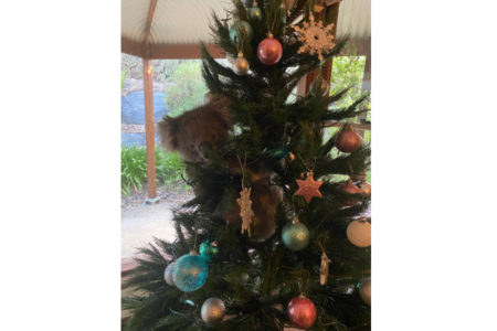 帰宅したら飾ったクリスマスツリーにコアラが抱きついていた【オーストラリア】