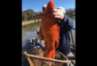 4kg超の大金魚、サウスカロライナ州の湖で見つかる