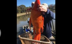 4kg超の大金魚、サウスカロライナ州の湖で見つかる
