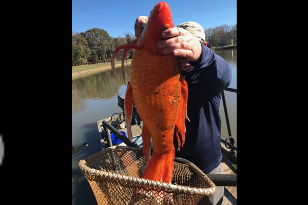 4kg超の大金魚、サウスカロライナ州の湖で見つかる