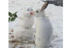 雪だるまの鼻ニンジンを白ウサギがポリポリ、可愛い動画が海外メディアで話題