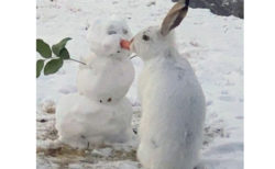 雪だるまの鼻ニンジンを白ウサギがポリポリ、可愛い動画が海外メディアで話題