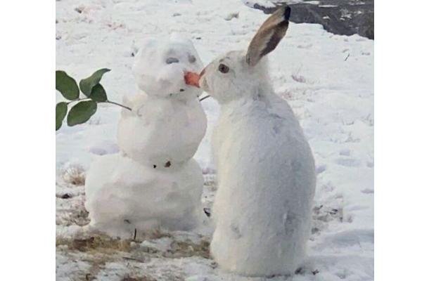 雪だるまの鼻ニンジンを白ウサギがポリポリ、可愛い動画が海外メディアで話題