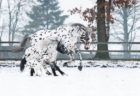 馬とポニーと犬が同じ模様、黒い斑点のある珍しいトリオの写真が話題に
