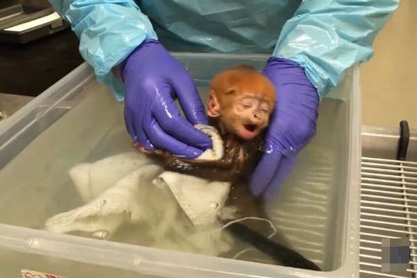 米の動物園で生まれたサルの赤ちゃん、気持ちよくお風呂に入る姿が可愛い