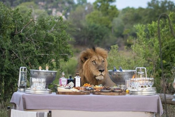 「僕のご飯は？」アフリカで屋外ディナーの準備中にライオンが出現