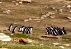 「海はどっちへ行けばいい？」相談しているようなペンギンのグループが可愛い